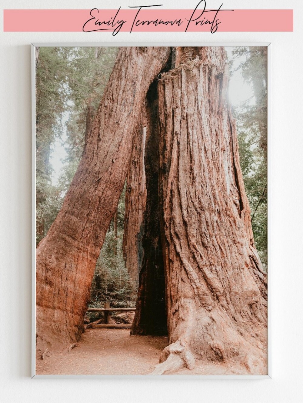 Framed California Redwoods 8x12 Photo Print